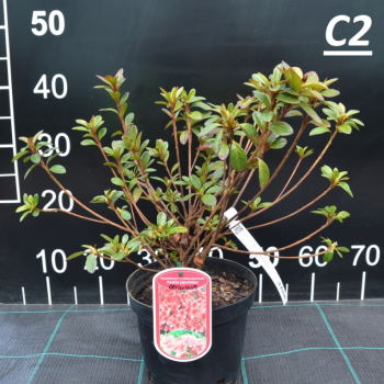 Japānas acālija 'Kermesina' /Azalea japonica/ - C2,5 kont.
