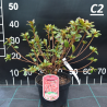 Japānas acālija 'Kermesina' /Azalea japonica/ - C2,5 kont.