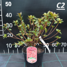Japānas acālija 'Kermesina Rosea' /Azalea japonica/ - C2 kont.