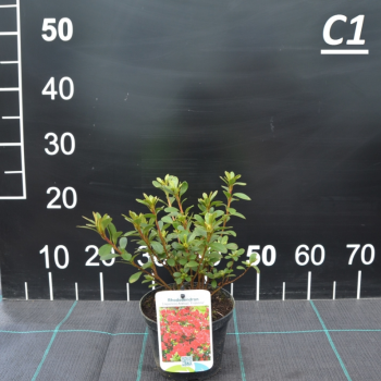 Japānas acālija 'Konigstein' /Azalea japonica/ - C1 kont.