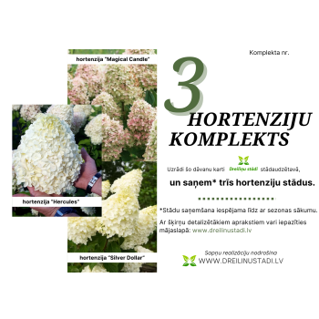 Komplekts - 3 HORTENZIJAS - 2