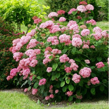 Kokveida hortenzija ,,Donker Rose Anabelle,, /Hydrangea arborescens/ - C5 kont.