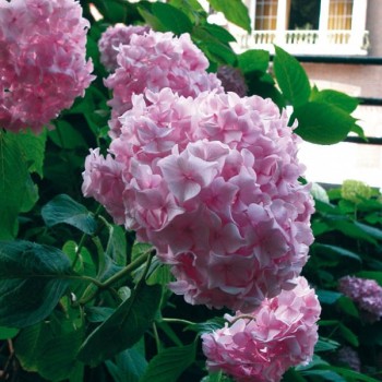 Liellapu hortenzija 'Bouquet Rose' /hydrangea macrophylla/ - C5 kont.