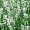 Šaurlapu lavanda "Arctic Snow"/lavandula angustifolia/ - C1,5 kont.