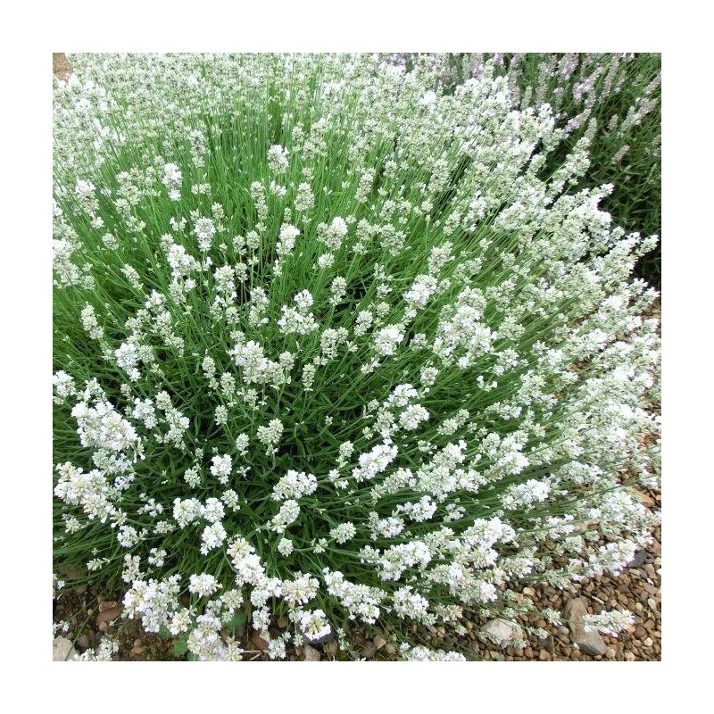 Šaurlapu lavanda "Arctic Snow"/lavandula angustifolia/ - C1,5 kont.
