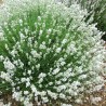 Šaurlapu lavanda "Arctic Snow"/lavandula angustifolia/ - C1,5 kont.
