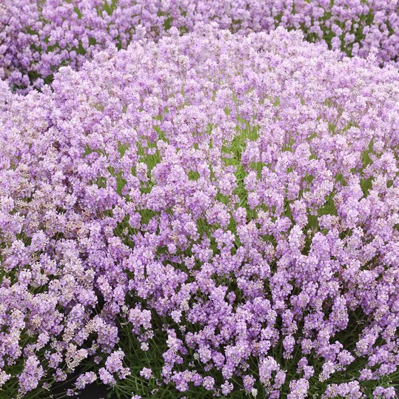 Levanda, tikroji "Rosea" /lavandula angustifolia/ - P9 kont.