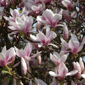 Sulanža magnolija /magnolia soulangeana/ - C2 kont.