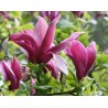 Lillijziedu magnolija 'Nigra' /Magnolia liliflora/ - C3 kont.