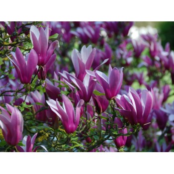 Lillijziedu magnolija 'Nigra' /Magnolia liliflora/ - C3 kont.