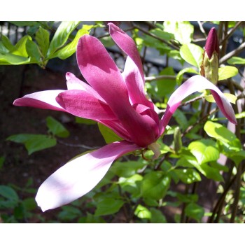 Lillijziedu magnolija 'Nigra' /Magnolia liliflora/ - C2 kont.