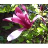 Lillijziedu magnolija 'Nigra' /Magnolia liliflora/ - C3 kont.