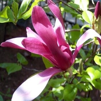 Lillijziedu magnolija 'Nigra' /Magnolia liliflora/ - C2 kont.