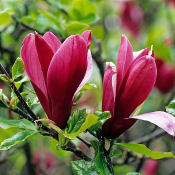 Lillijziedu magnolija...