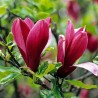 Lillijziedu magnolija 'Nigra' /Magnolia liliflora/ - C3 kont.