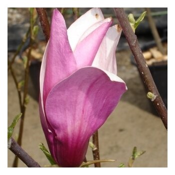 Lillijziedu magnolija...