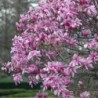 Lillijziedu magnolija ,,Ricki,, /magnolia liliflora/ - C2 kont.