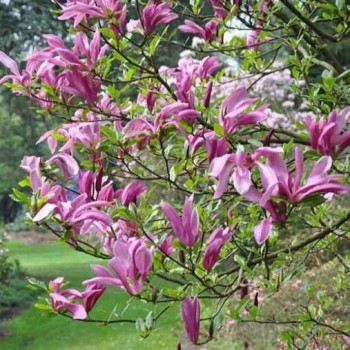 Lillijziedu magnolija ,,Ricki,, /magnolia liliflora/ - C2 kont.
