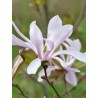 Magnolija 'Leonard Messel' /Magnolia x loebneri/ - C2,5 kont.