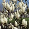 Sulanža magnolija 'Alba Superba' /Magnolia x soulangeana/ - C2 kont.