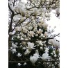 Magnolija, sulanža 'Alba Superba' /Magnolia x soulangeana/ - C2,5 kont.