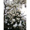 Sulanža magnolija 'Alba Superba' /Magnolia x soulangeana/ - C2 kont.