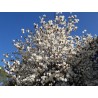 Sulanža magnolija 'Alba Superba' /Magnolia x soulangeana/ - C2,5 kont.