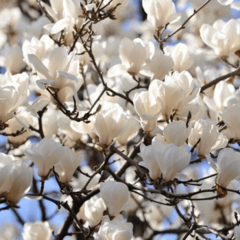 Sulanža magnolija 'Alba...