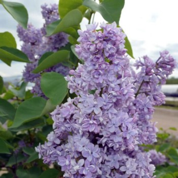 Ceriņš 'President Grevy' /Syringa vulgaris/- C2 kont.