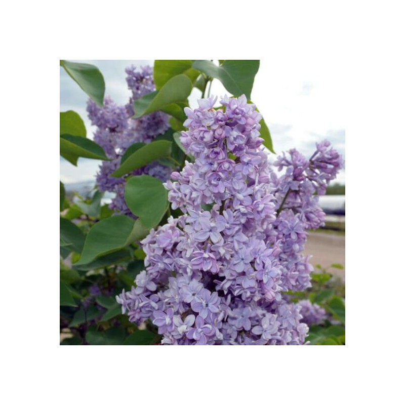 Ceriņš 'President Grevy' /Syringa vulgaris/- C2 kont.