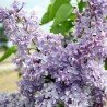 Ceriņš 'President Grevy' /Syringa vulgaris/- C2 kont.