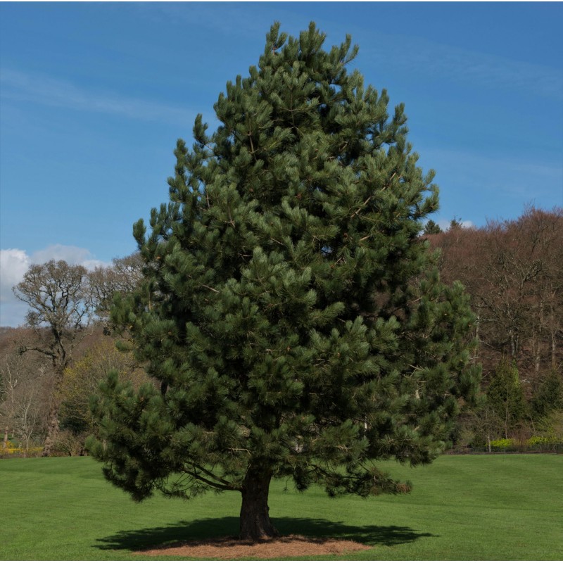 Priede, melnā /Pinus nigra/ - C4 kont.