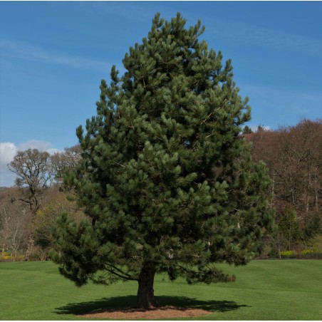 Priede, melnā /Pinus nigra/ - C4 kont.