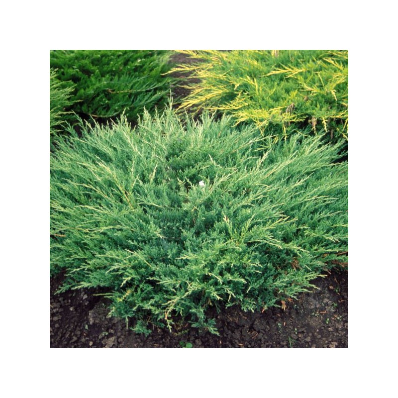Kadiķis, klājeniskais "Andorra Compact" /juniperus horizontalis/ - C2 kont.