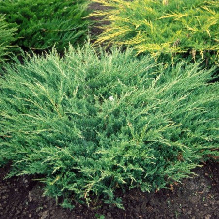 Kadiķis, klājeniskais "Andorra Compact" /juniperus horizontalis/ - C2 kont.