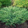 Kadiķis, klājeniskais "Andorra Compact" /juniperus horizontalis/ - C2 kont.