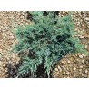Klajeniskais kadiķis ,,Blue Chip,,/Juniperus horizontalis/ - C4 kont.