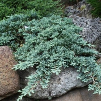 Klajeniskais kadiķis ,,Blue Chip,,/Juniperus horizontalis/ - C4 kont.