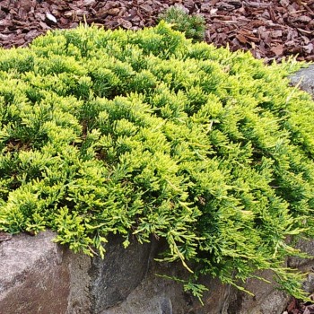 Klajeniskais kadiķis ,,Golden Carpet,,/Juniperus horizontalis/ - C4 kont.