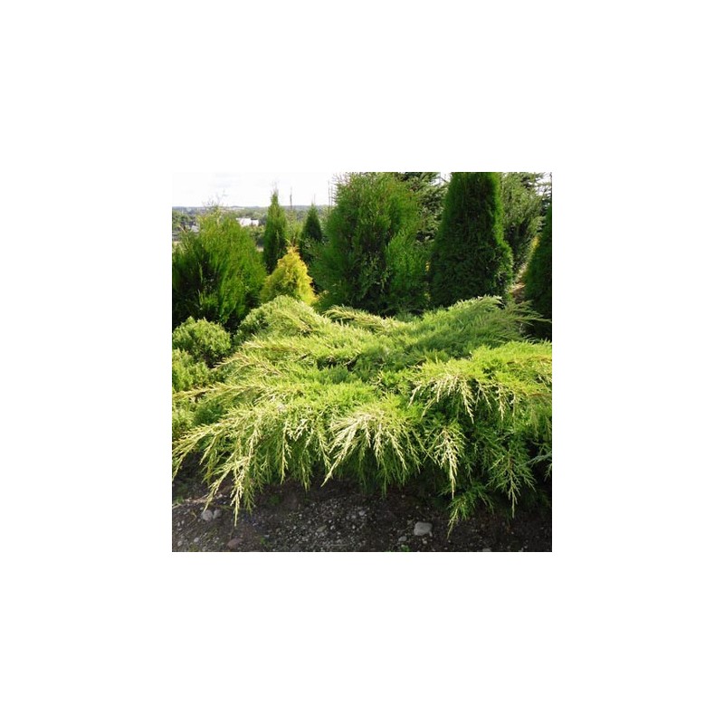 Ficera kadiķis ,,Pfitzeriana Aurea,, /Juniperus x pfitzeriana/ -C12 kont. - 90-100cm