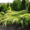 Ficera kadiķis ,,Pfitzeriana Aurea,, /Juniperus x pfitzeriana/ -C12 kont. - 90-100cm