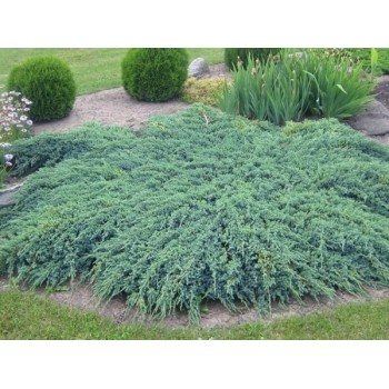 Zvīņainais kadiķis ,,Blue Carpet,, /Juniperus squamata/ - C12 kont. (plat. 50-60cm)