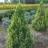 Egle, Kanādas ,,Rainbows End,, /Picea glauca/ - C4 kont. - 50-80cm