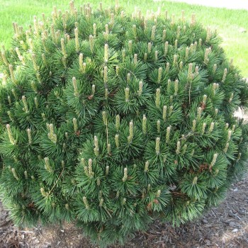 Kalnu priede /Pinus mugo/ - C12 kont.