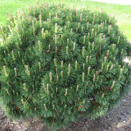 Kalnu priede /Pinus mugo/ - C12 kont.