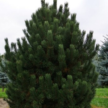 Kalnu priede 'Uncinata'/Pinus mugo uncinata/ - C4 kont.