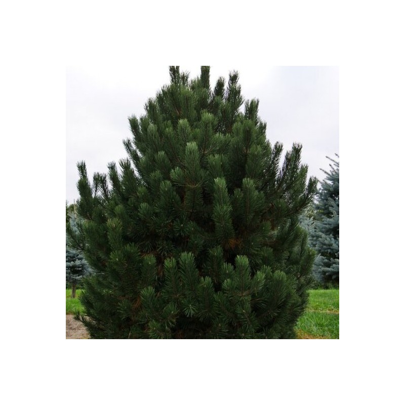 Kalnu priede 'Uncinata'/Pinus mugo uncinata/ - C3 kont.