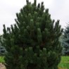 Kalnu priede 'Uncinata'/Pinus mugo uncinata/ - C2,5 kont.