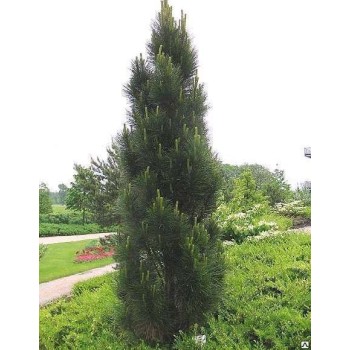Melnā priede ,,Pyramidalis,, /Pinus nigra/ - C4 kont.