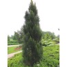 Melnā priede ,,Pyramidalis,, /Pinus nigra/ - C4 kont. - 30cm.